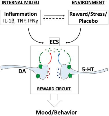 Exploiting the Multifaceted Effects of Cannabinoids on Mood to Boost Their Therapeutic Use Against Anxiety and Depression